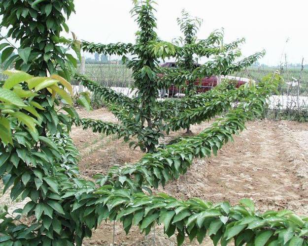 大樱桃矮化栽植技术