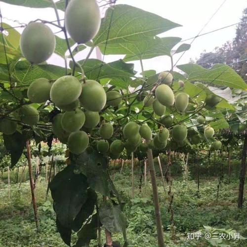 罗汉果种植新技术视频