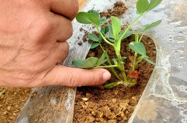 花生种植管理技术要点(花生苗期管理技术要点)