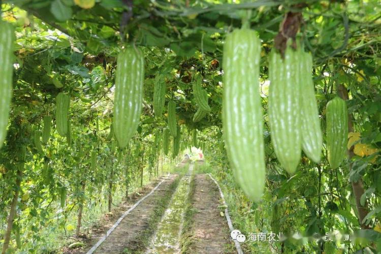 丝瓜嫁接苦瓜种植技术