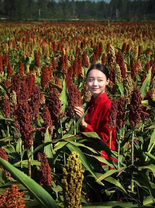 红高梁种植技术