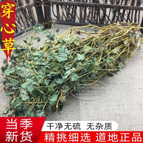 穿心草种植技术(穿心草盆栽)