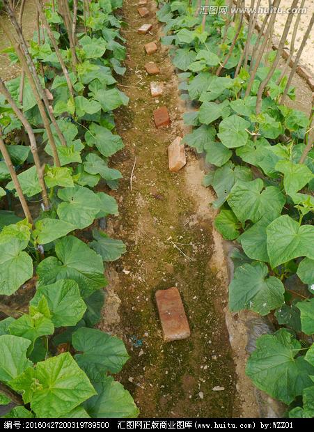 黄瓜家庭种植技术(地爬黄瓜种植技术)