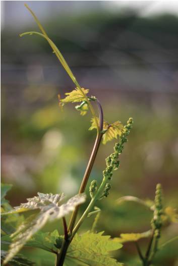 葡萄花芽分化影响因素及促花措施