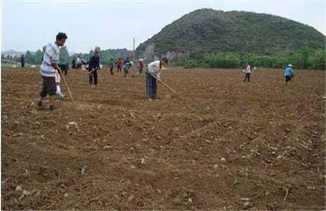 苹果种子种植办法(苹果种子怎么种才能发芽)