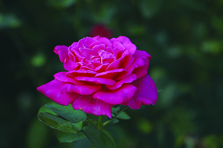 月季花花语及寓意