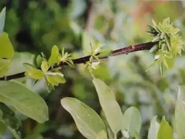 苹果树27种病虫害防治“参考书”(苹果树的病虫害防治)