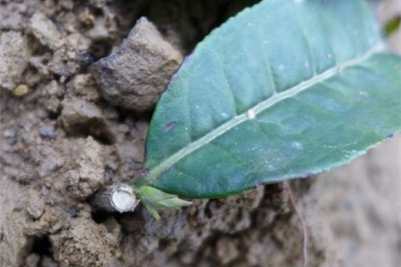 茶树的种植方法(茶树的种植方法视频)