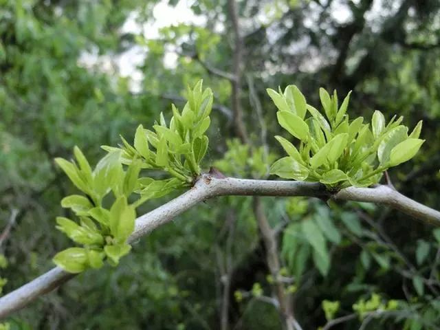 枣树枝芽生长特点(枣树枝芽喂羊有什么好处)