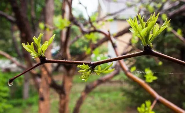 枣树枝芽生长特点(枣树枝芽喂羊有什么好处)