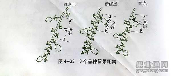 汪景彦教授的苹果树修剪技术