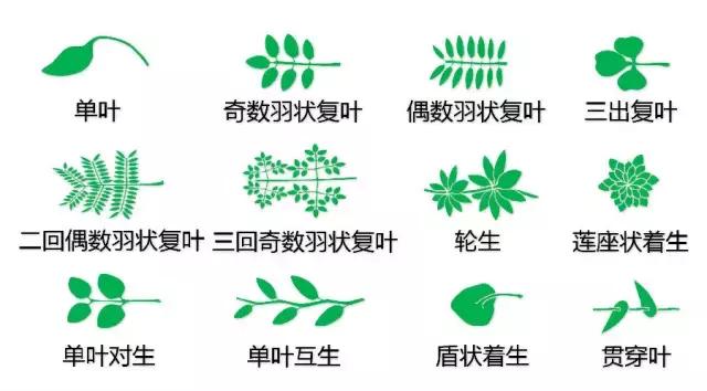 最全植物形态图解(植物形态特征描述)