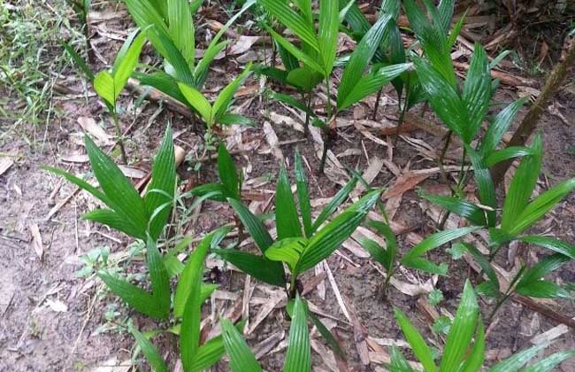 椰子树种植技术(椰子树种植方法)