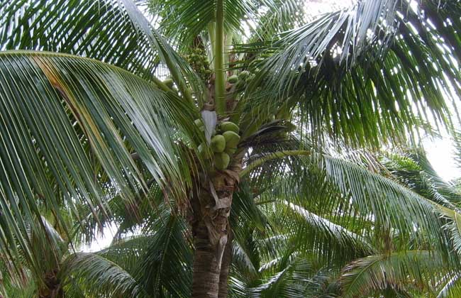 椰子树种植技术(椰子树种植方法)