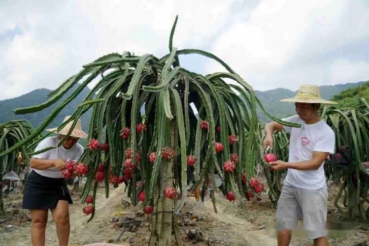 海南火龙果种植技术与管理