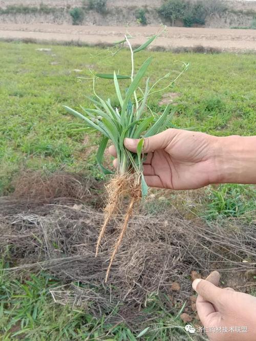 柴胡冬季种植技术