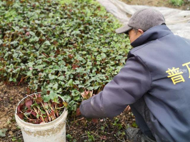 鱼腥草的栽种方法