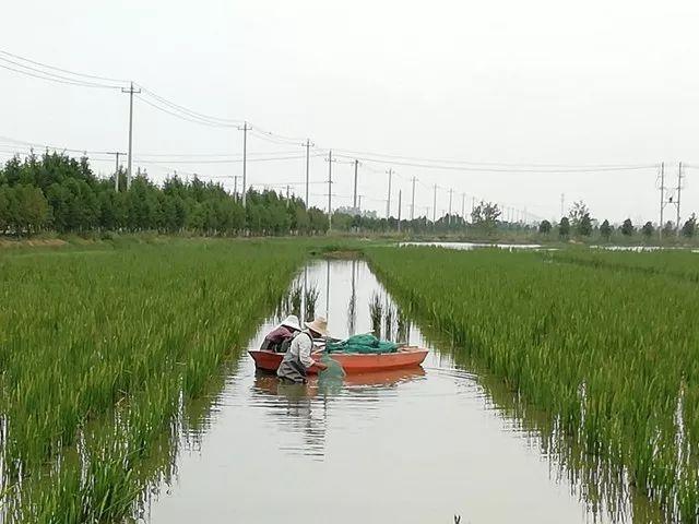 稻虾共生养殖技术总结