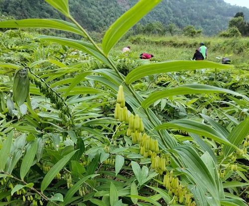 种植中药材的好处