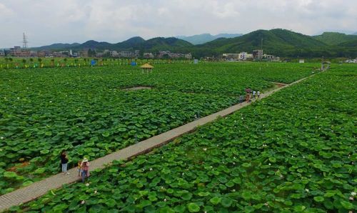 覃塘莲藕示范区