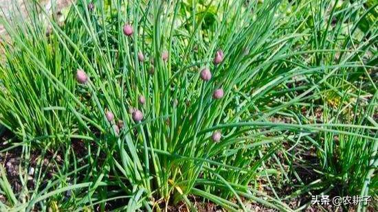 野蒜怎样种植