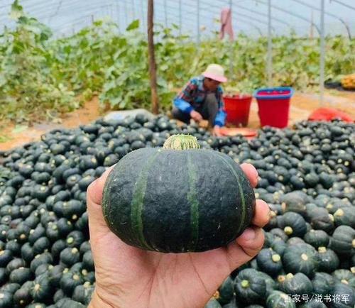 板栗南瓜种植技术与管理露地