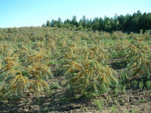 沙棘怎样种植技术(沙棘种植技术详解)