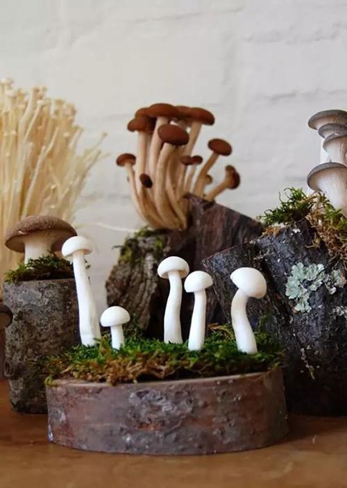 蘑菇盆景种植技术