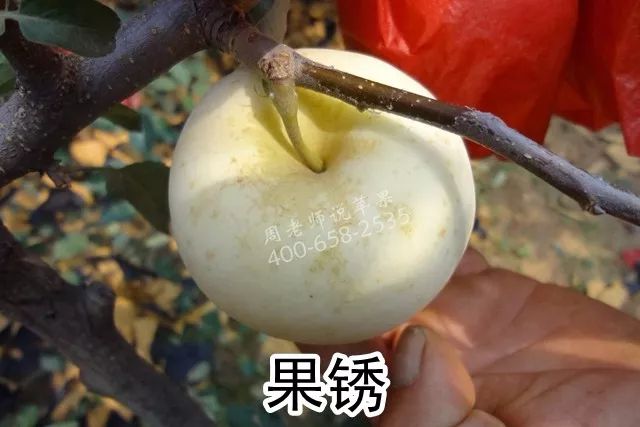 苹果树“垂帘式”结果枝组(图解)(垂帘式苹果树留枝技术与管理)