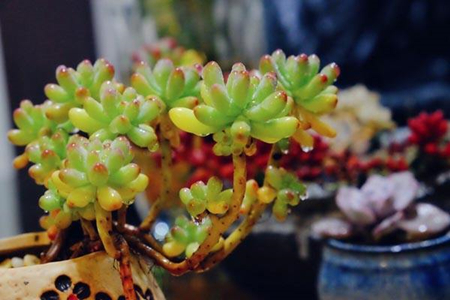 多肉植物有哪些品种(多肉植物有几种品种)