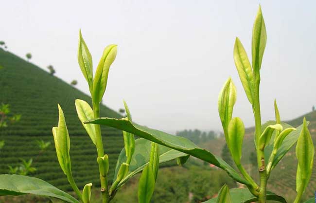 白茶的种植技术