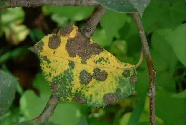 苹果树保叶技术(苹果树的修剪技术视频)