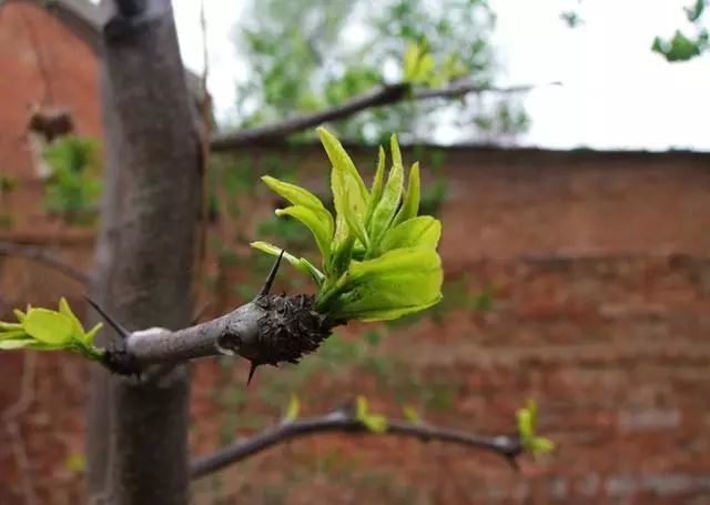 枣树枝芽生长特点(枣树枝芽喂羊有什么好处)