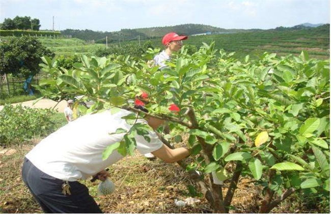 番石榴种植管理技术(番石榴种植管理技术视频)