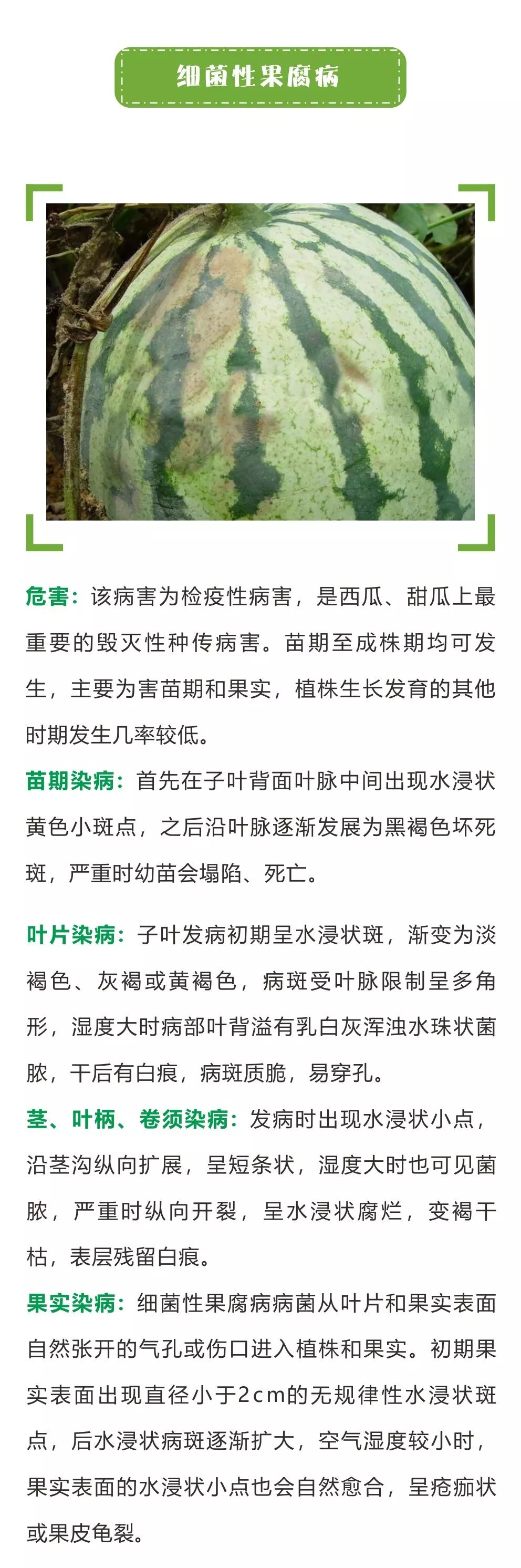 西甜瓜细菌性病害大汇总(细菌性病害和真菌性病害的区别)