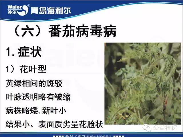 番茄管理解决方案(小番茄种植技术与管理)