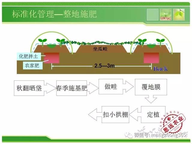 超详细西瓜标准化栽培技术(现在最新西瓜种植技术)