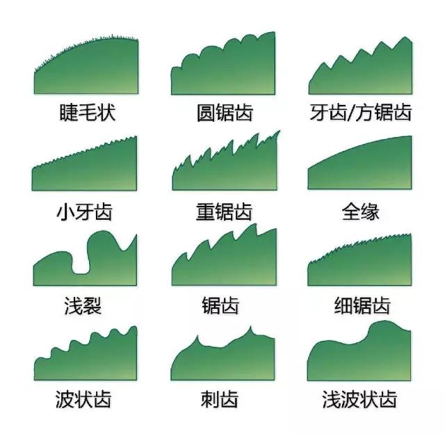 最全植物形态图解(植物形态特征描述)