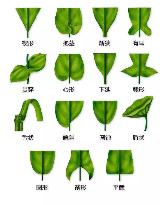 最全植物形态图解(植物形态特征描述)