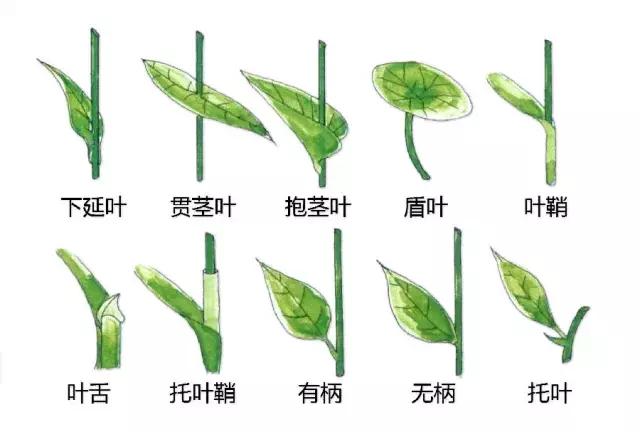 最全植物形态图解(植物形态特征描述)