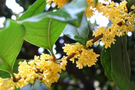 桂花春天怎么浇水(桂花春天浇水的方法)