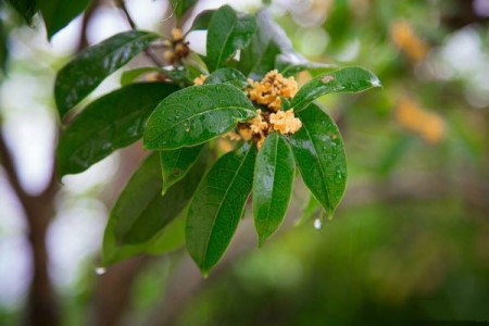 桂花春天怎么浇水(桂花春天浇水的方法)