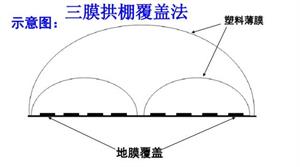 马铃薯高产资料整理(马铃薯高产创建成效与启示)