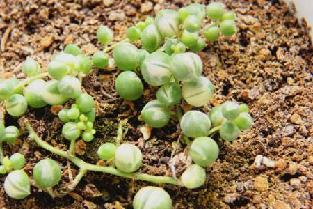 多肉植物佛珠怎么浇水(多肉植物佛珠多久浇水)