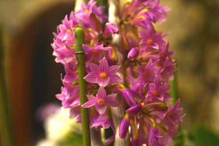 红花石斛怎么种植(种植牙一颗多少钱)