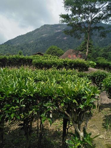 乌龙茶种植管理技术