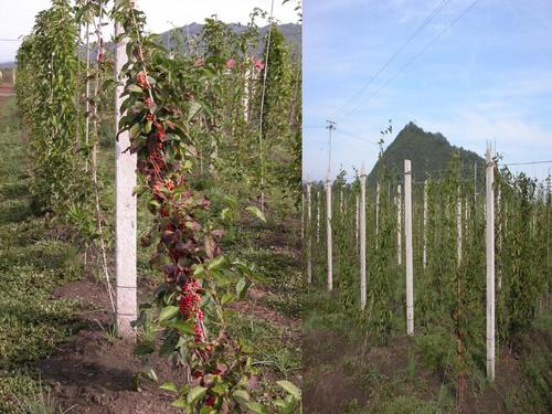 北五味子种植技术要点