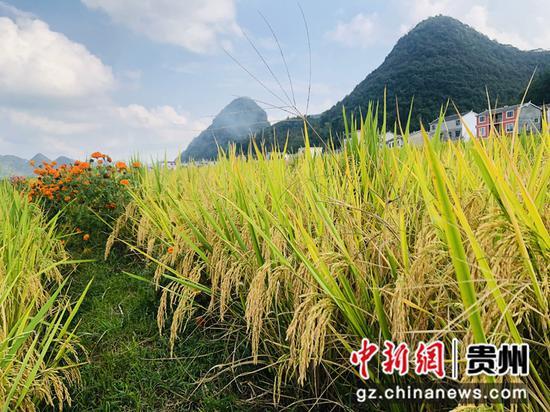 实现水稻高产高效的途径