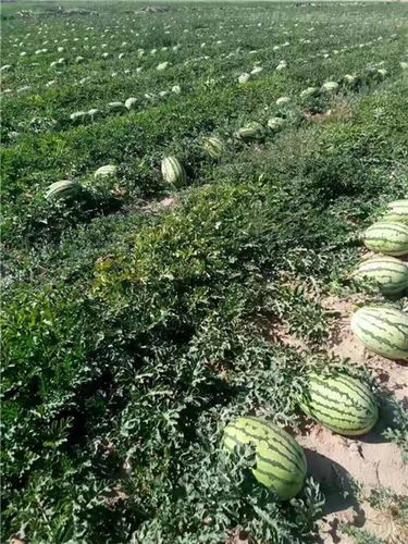 露地种植西瓜怎么整地