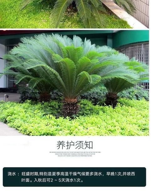 如何种植铁树苗